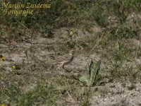 Duinpieper [Anthus campestris] - Sophiapolder Hendrik-Ido-Ambacht